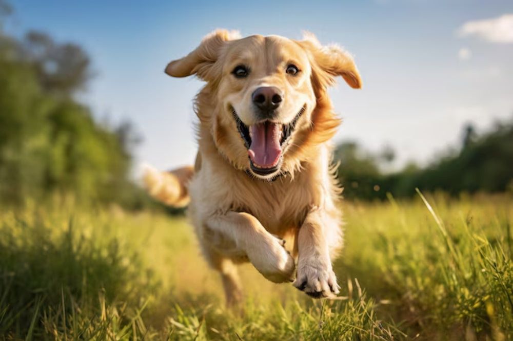 Happy golden retriever running through a sunny field